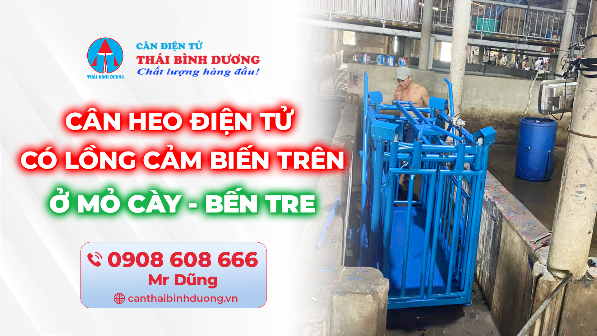 Cân Heo Điện Tử Ở Mỏ Cày Bến Tre